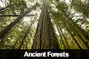 Ancient Forests