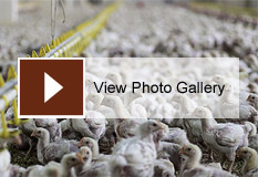 Photo Gallery: Polluting Poultry in the Chesapeake
