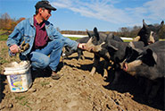 Farmer with Hogs