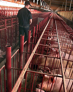 Gestation Crates