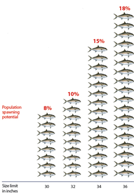 Greater Amberjack Benefits of Rebuilding