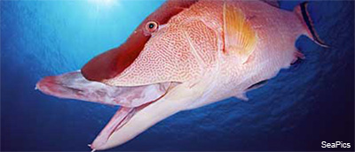 Hogfish Hogfish