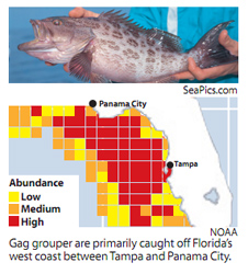 Gag Grouper