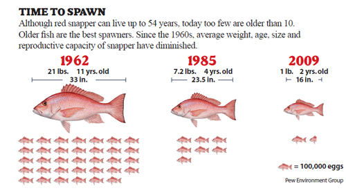 The to Snapper | Pew Charitable Trusts