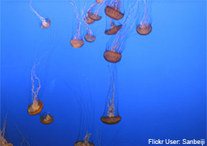 Jellyfish