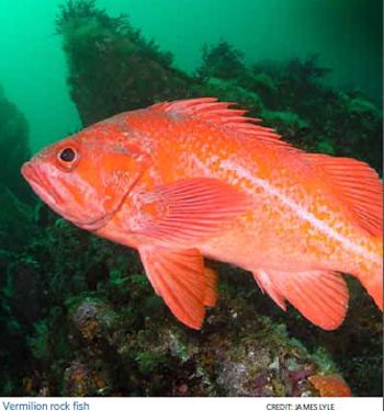 Vermillion Rockfish