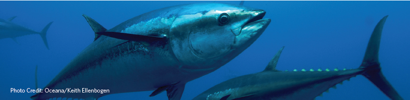 Atlantic bluefin tuna