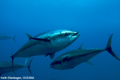 Atlantic bluefin tuna