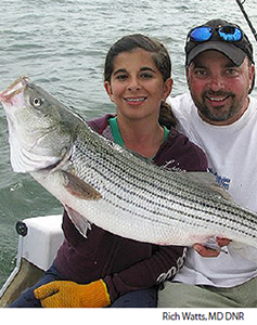 Striped bass