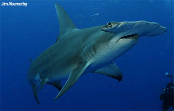 Hammerhead Shark