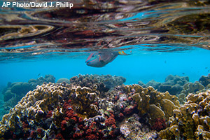 Parrotfish Parrotfish