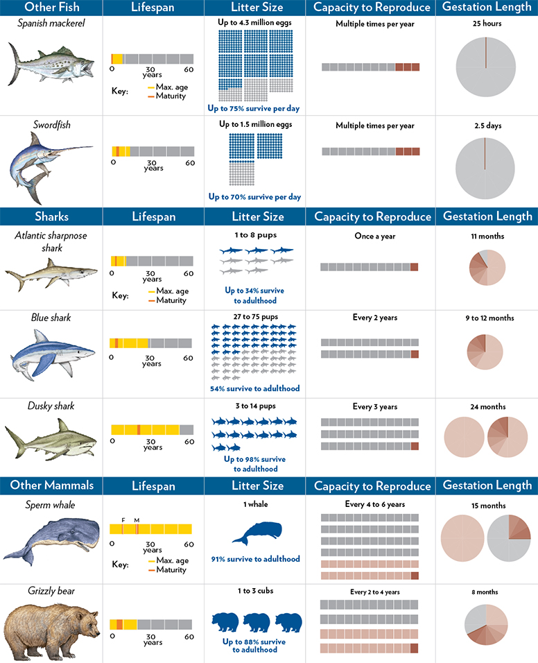 Sharks: Not Like Other Fish