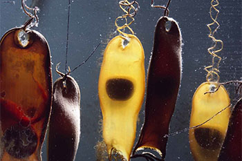 Swell Shark egg cases with embryos.