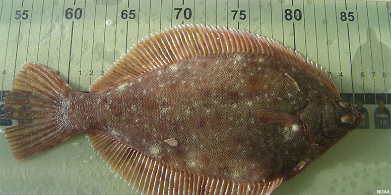 The winter flounder is a right-eyed flat fish, native to coastal waters of the north Atlantic coast and highly prized for its white meat. 