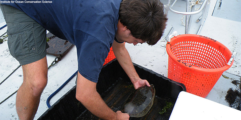 Dr. Demian Chapman conducting research on winter flounder off the coast of Long Island, New York.