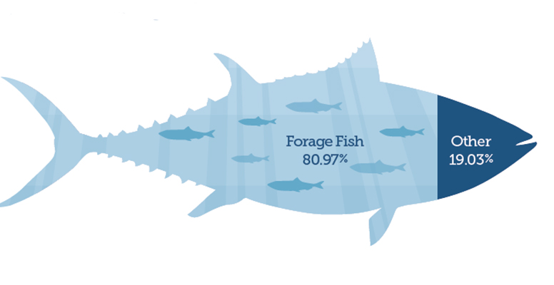 Diet composition by weight for albacore tuna