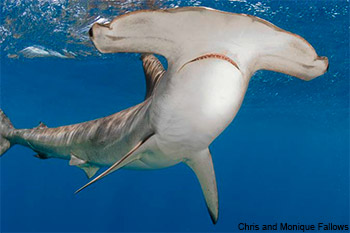 Scalloped Hammerhead (Sphyrna Lewini)