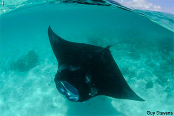 Manta Rays (Genus Manta)