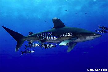 Oceanic Whitetip Shark (Carcharhinus longimanus) Oceanic Whitetip Shark (Carcharhinus longimanus)