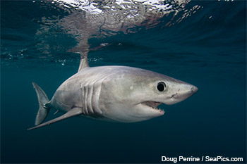 porbeagle shark (Lamna nasus)