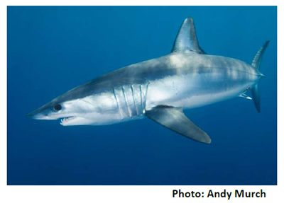 Shortfin Mako