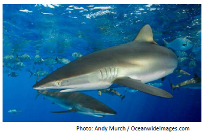 Silky Shark