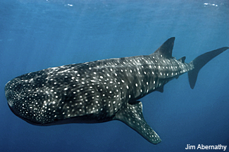 Whale Sharks  The Pew Charitable Trusts