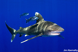 Oceanic Whitetip Shark