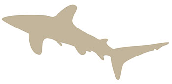 Tiburón Oceánico Punta Blanca