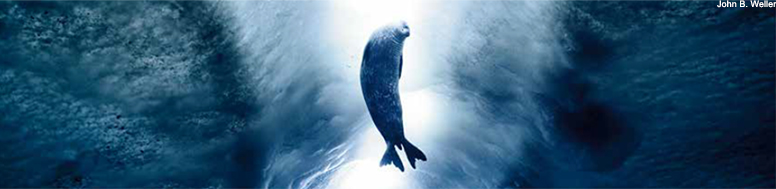 Weddell Seal