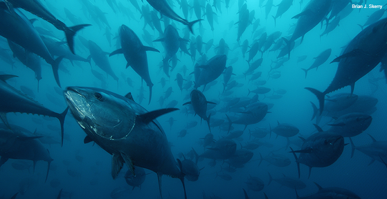 The Story of Atlantic Bluefin Tuna