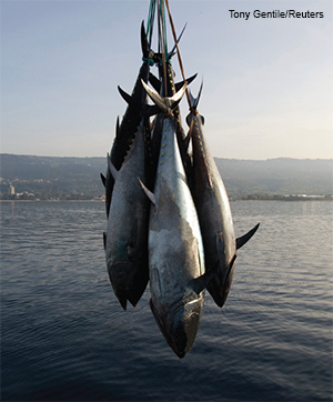 The western bluefin population: Will the promised recovery ever happen?