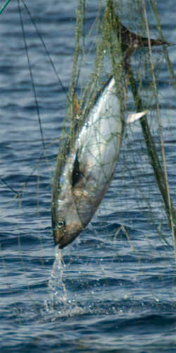 Mediterranean Driftnets