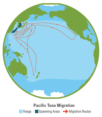 Pacific Tuna Migration