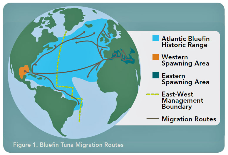 tuna-migration-776-RC.jpg
