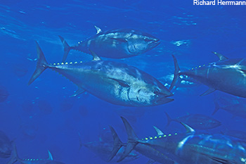 Pacific bluefin tuna