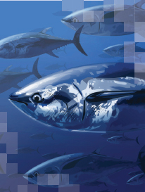 tuna-stock-assessments