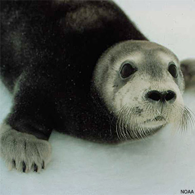 Bearded Seal Pup