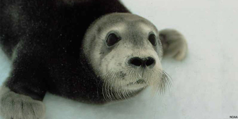 Bearded Seal Pup