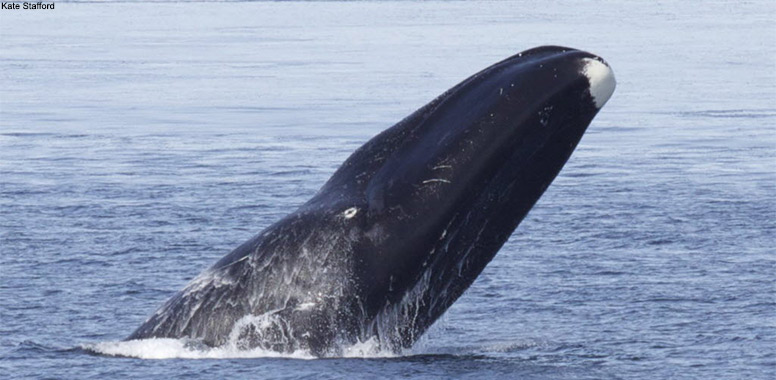 Bowhead Whale