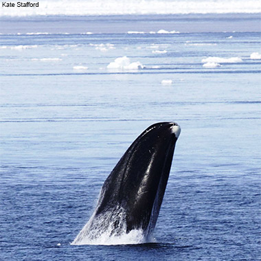 Bowhead Whale