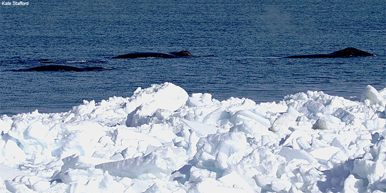 Bowhead Whales