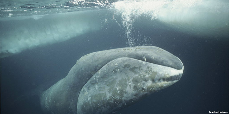 Bowhead Whale