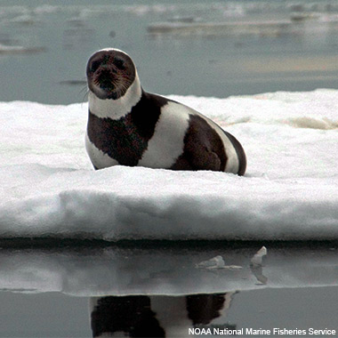 Ribbon Seal