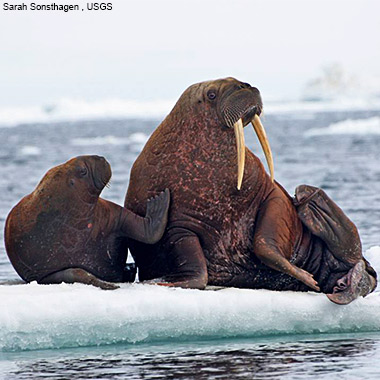 Walrus