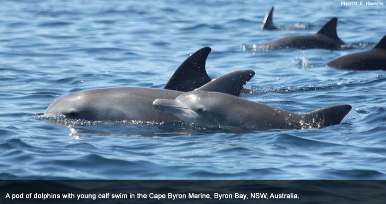 aus-dolphins-april11-776.jpg