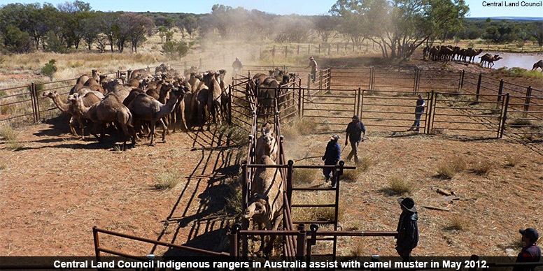 Central Land Council Indigenous rangers in Australia assist with camel muster in May 2012.