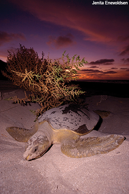 Turtle on Eighty Mile Beach, Kimberley