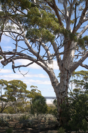 Great western woodlands