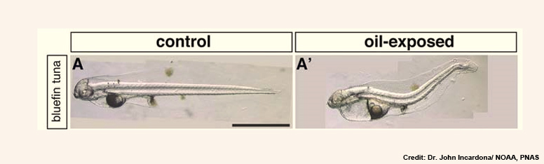 bluefin_Tuna_Larva_np_final.jpg